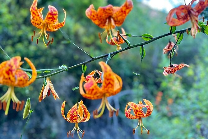 Hidden Grotto Waterfall eMTB & Hiking Adventure Malibu (Beginner) - The Unique Appeal: Scenic Views and Waterfall Swimming