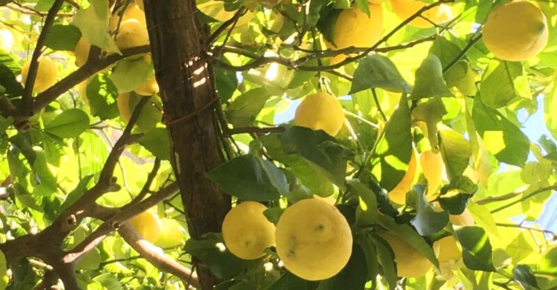 Hidden Lemon Tour & Tasting in the Amalfi Organic Lemon Farm - The Organic Lemon Farm in Amalfi: Location and Accessibility