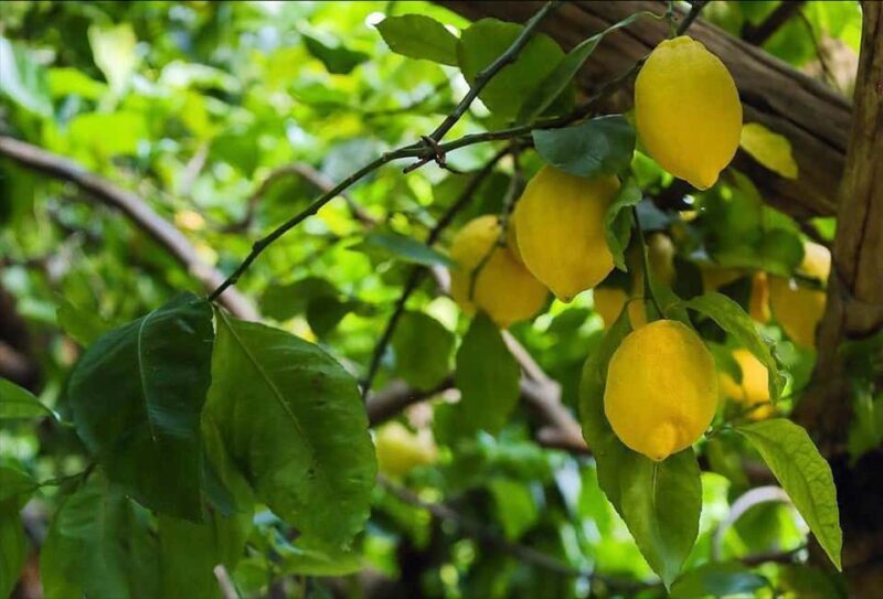 Hidden Lemon Tour & Tasting in the Amalfi Organic Lemon Farm - Pacing and Overall Experience