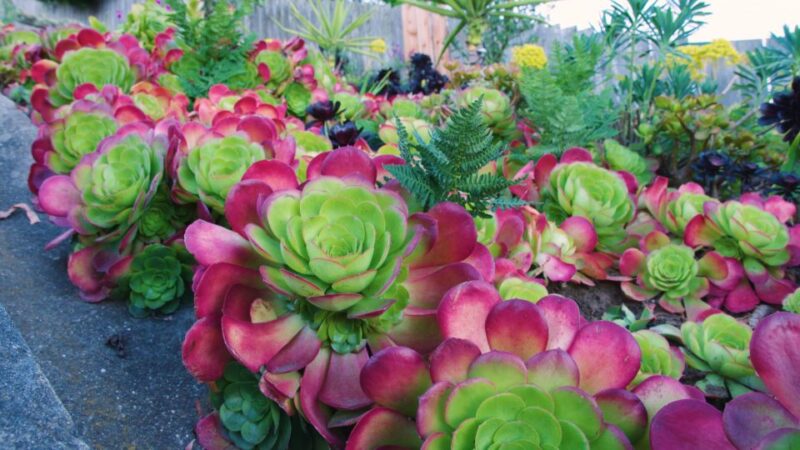 Hidden Stairways of San Francisco - The Guide’s Style and Engagement