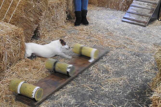 Hide & Seek Skills for Dogs at the Hay filled New York City Barn - Key Points