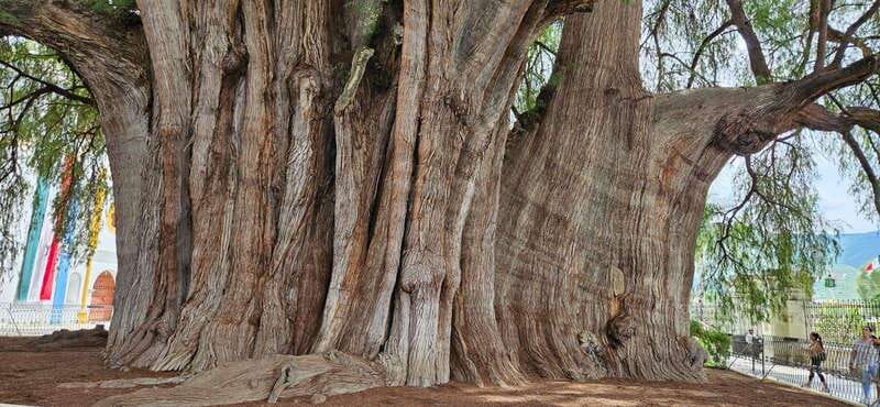 Hierve el agua: A Day of Adventure, Culture, and Flavor - Explore Oaxacas Natural and Cultural Wonders with Hierve el Agua Tour
