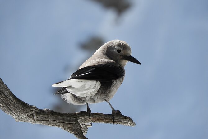 High Country Birding Hike and Hot Spring Soak from Denver - What Sets This Tour Apart