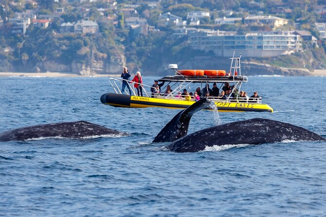 High Speed Zodiac Whale Watching Safari from Dana Point - Discover the High-Speed Zodiac Whale Watching Safari from Dana Point at $95