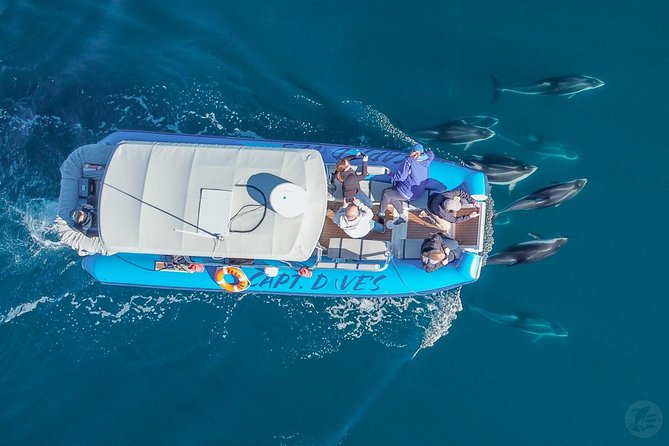 High Speed Zodiac Whale Watching Safari from Dana Point - The Speed and Thrill of the Zodiac Ride