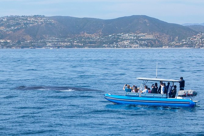 High Speed Zodiac Whale Watching Safari from Dana Point - Expert Guides and Educational Commentary