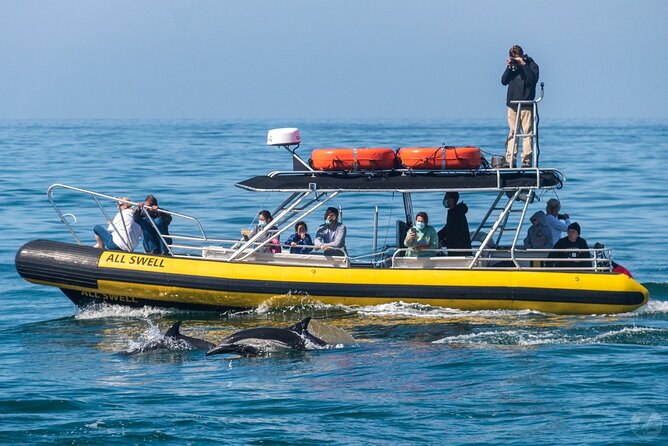 High Speed Zodiac Whale Watching Safari from Dana Point - Comparing This Tour to Other Dana Point Whale Tours
