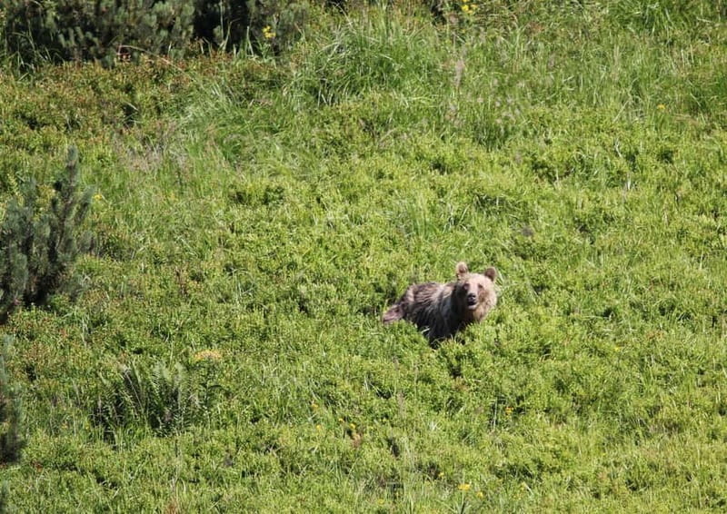 High Tatras: Bearwatching Hiking Tour in Slovakia - Discover Slovakias Wildlife with a Guided Bearwatching Hike in the High Tatras