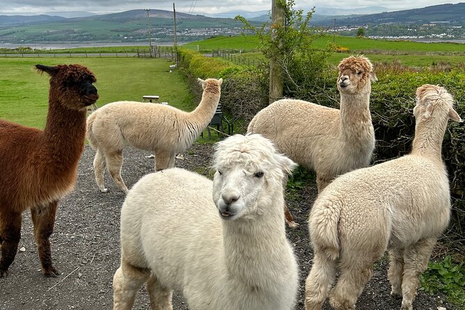 Highland Cows, Walk Alpacas & Scottish Wildlife Centre from Edin. - Exploring the Scottish Deer Centre and Wildlife Attractions