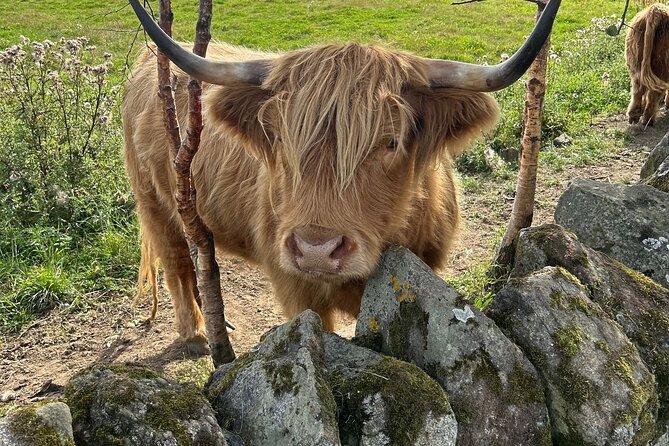 Highland Cows, Walk Alpacas & Scottish Wildlife Centre from Edin. - Practical Tips for the Tour Participants