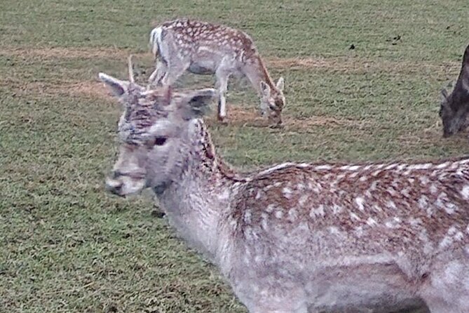 Highland Cows, Walk Alpacas & Scottish Wildlife Centre from Edin. - The Guide and Overall Experience