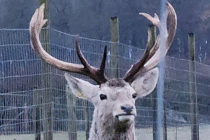 Highland Cows, Walk Alpacas & Scottish Wildlife Centre from Edin. - The Sum Up: A Family-Friendly Scottish Wildlife Adventure