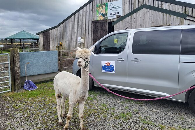 Highland Cows, Walk Alpacas & Visit a Scottish Wildlife Centre - Explore Scottish Countryside and Wildlife with a Private Guide