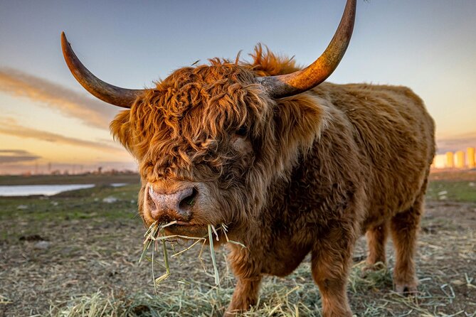 Highland Lochs & Castles Tour to Oban & Glencoe - Captivating Highland Loops with Private Transportation and Iconic Stops