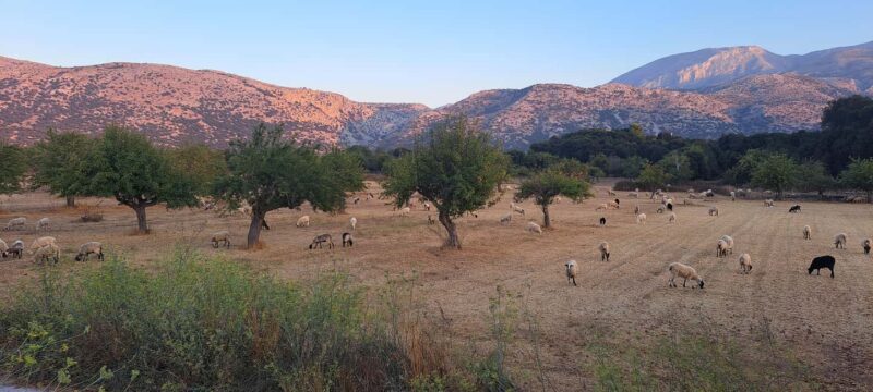 Highlights of Crete-Tour to Knossos Lasithi Rethymno&Chania - Practical Details and Logistics