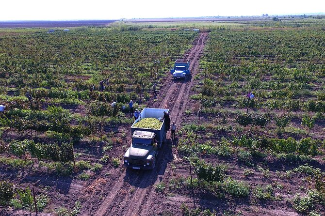 Highlights of Kakheti region-Signagi,Bodbe,Wine tasting(Private Tour) - Exploring Sighnaghi, the City of Love