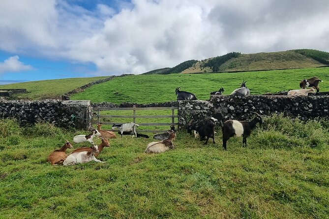 Hike 3 hours Inland Terceira Island - The Guide’s Expertise and Adaptability in Rainy Weather
