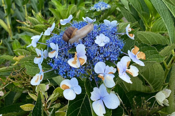 Hike 3 hours Inland Terceira Island - Practical Details and Booking Tips