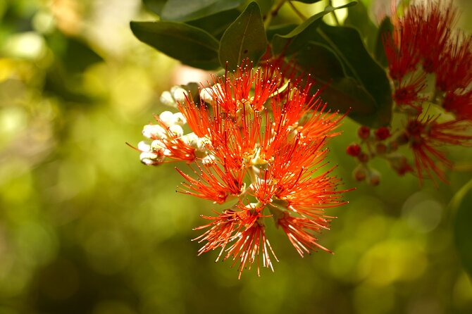 Hike Honolua Ridgeline - Timing and Pacing of the Tour