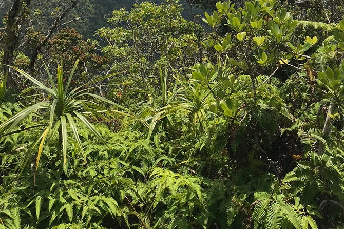 Hike Honolua Ridgeline - The Sum Up: A Unique Eco-Adventure for Curious Travelers
