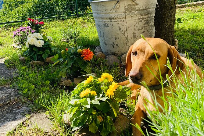 Hike in Blevios Forest for a Private Yoga Class - Experience a Unique Yoga Retreat with Scenic Forest Hike at Lake Como