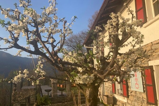 Hike in Blevios Forest for a Private Yoga Class - Guides and Personal Touches