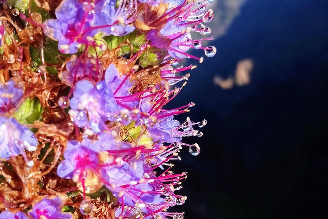Hike in Laurisilva Levada do Rei - Madre of Life small Group guided walk - Practical Details and Considerations
