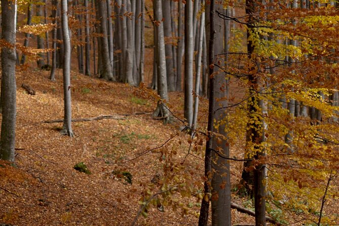 Hike in The Central Balkan National Park - Day 2: Traversing the Mountain Crest and Visiting Dobrila Hut