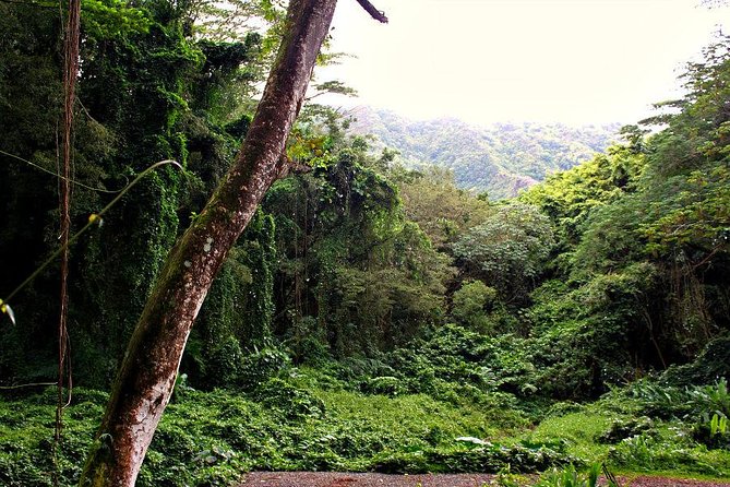 Hike Trail to Waterfall & Nature Walk - The Role of the Guides and Tour Experience
