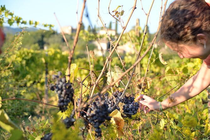 Hike & Wine Tour - Starting Point in Vicchio for an Authentic Tuscany Arrival