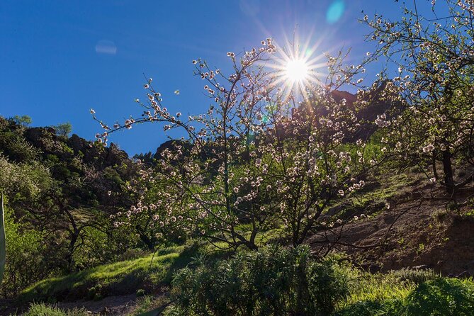 Hikes Roque Nublo - Explore Gran Canaria’s Iconic Mountain Monolith with a Guided Hike