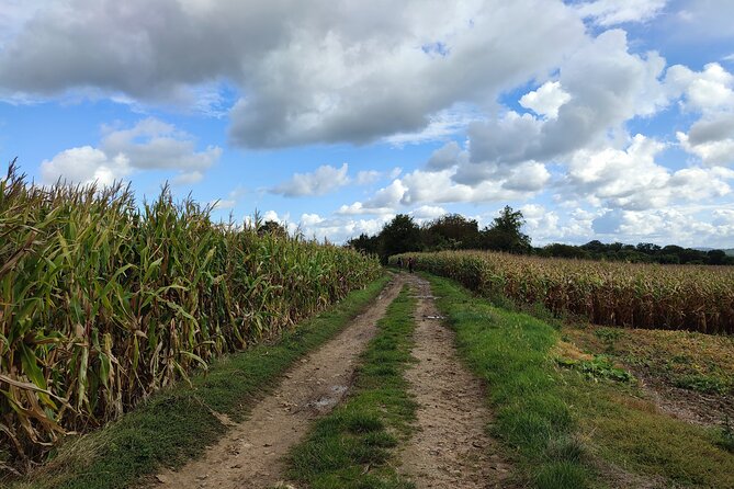 Hiking Adventure in Van Gogh's Footsteps with 6 miles walk - The Artistic Inspiration Behind Van Gogh’s Paintings