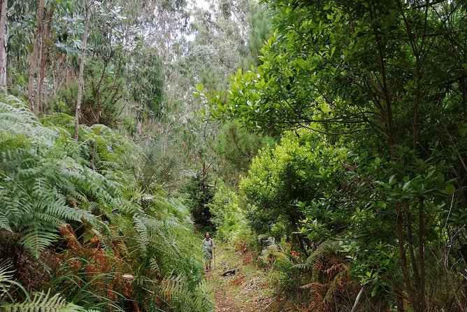 Hiking and Trekking tours in Madeira - Pricing, Duration, and Booking