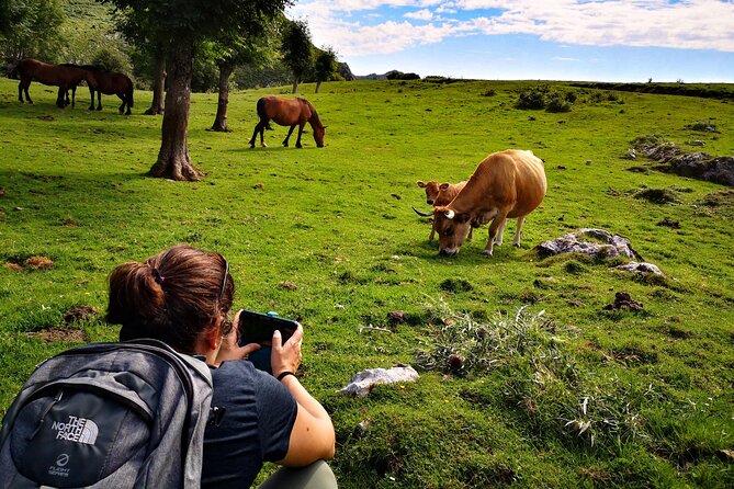 Hiking Experience in Asturias, from Gijón or Oviedo - Key Points