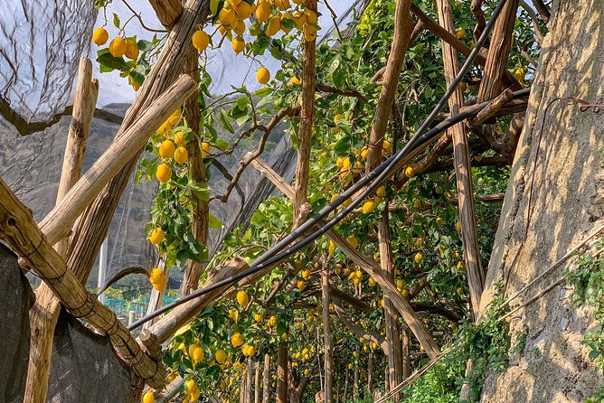 Hiking Experience - Ravello & Path of the Lemons - What Sets This Tour Apart from Other Coastal Treks