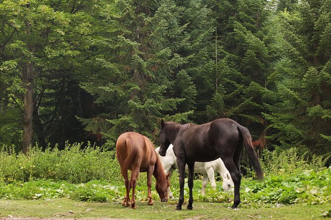 Hiking in Batumi ( Mtirala National Park) - Adventure Activities: ATV, Zip Line, and Scenic Viewpoints