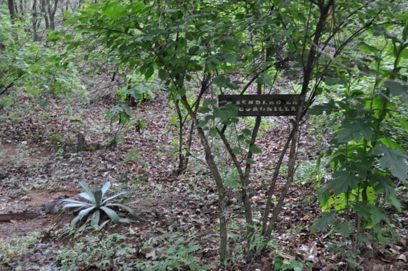Hiking in Benito Juárez National Park - Learning from Expert Guides