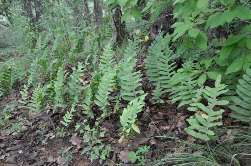 Hiking in Benito Juárez National Park - Safety and Park Management