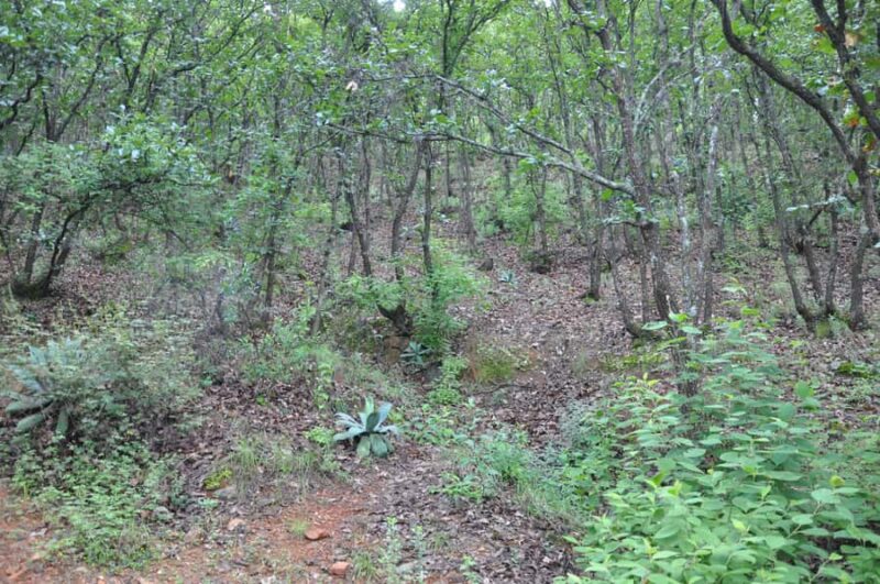 Hiking in Benito Juárez National Park - Return Journey and Final Reflection