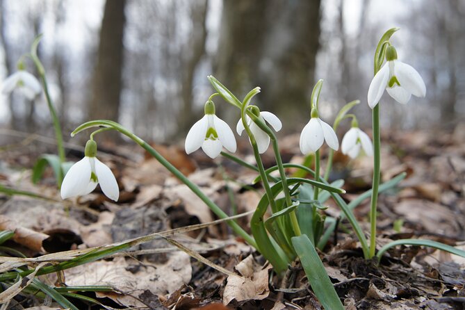 Hiking in Budapest - Learning Trail Reading and Navigation Skills