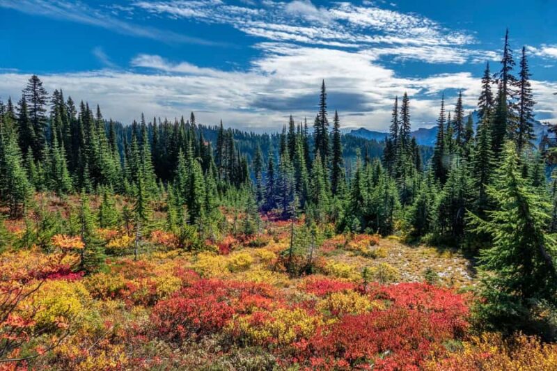 Hiking in Mount Rainier Private Tour from Seattle - Key Points