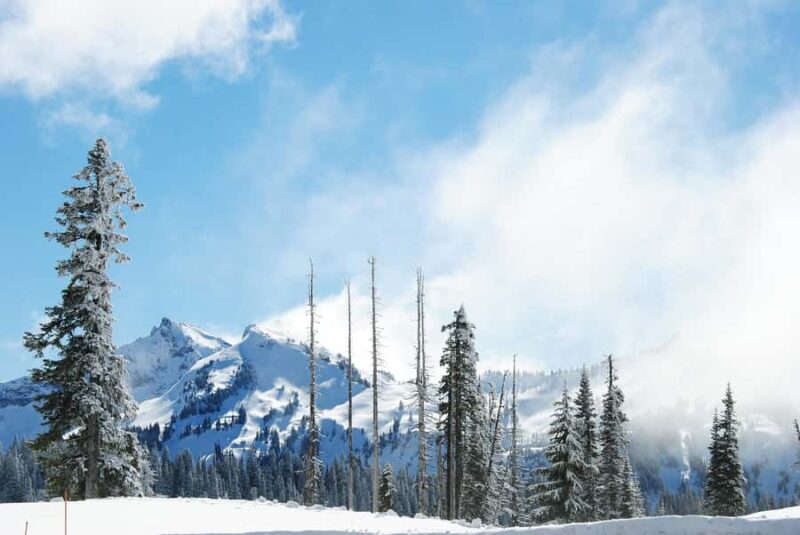 Hiking in Mount Rainier Private Tour from Seattle - Exploring Paradise: Panoramas of Glaciers and Wildflowers
