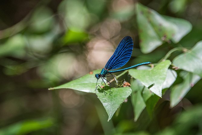 Hiking in Polilimnio Waterfalls - The Gourmet Picnic with Local Flavors