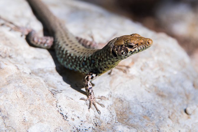 Hiking in Polilimnio Waterfalls - Practical Details: Meeting Point and Weather