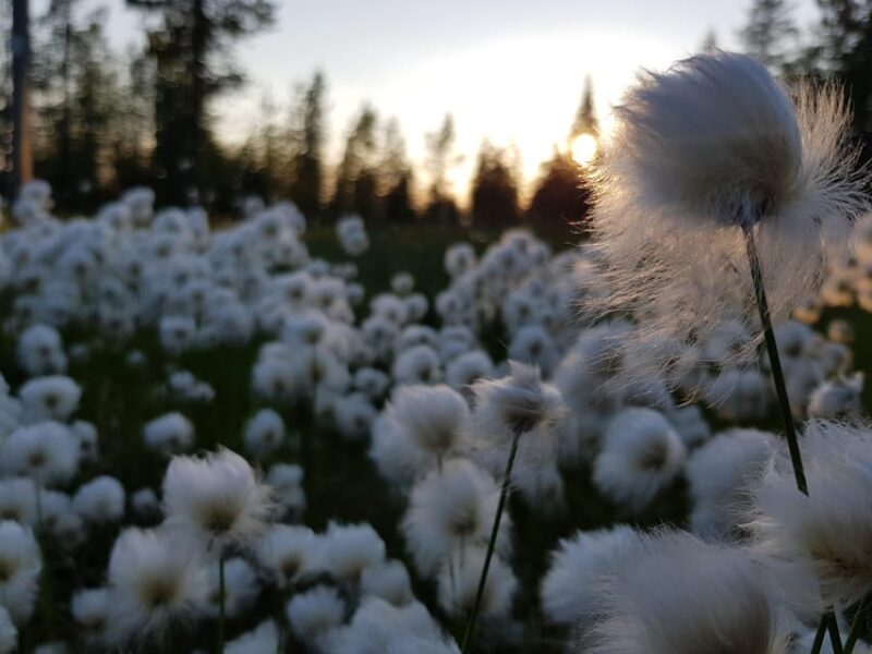 Hiking in Riisitunturi National Park - Final Thoughts on Hiking in Riisitunturi National Park