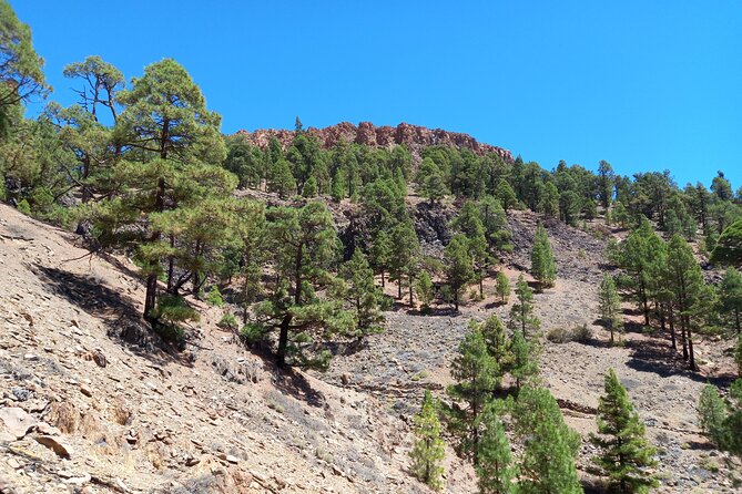 Hiking in Tenerife's Great Outdoors - Guided Experience with Andy’s Expertise