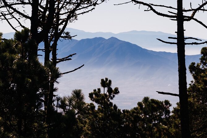 Hiking in the Enchanted Forest of Ixtepeji with Rescue Dogs - Food, Culture, and Community at the End of the Day