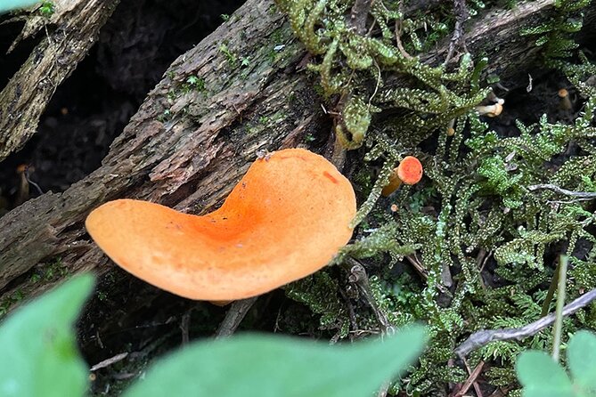 Hiking in the Enchanted Forest of Ixtepeji with Rescue Dogs - The Guides: Knowledgeable and Passionate about Oaxaca