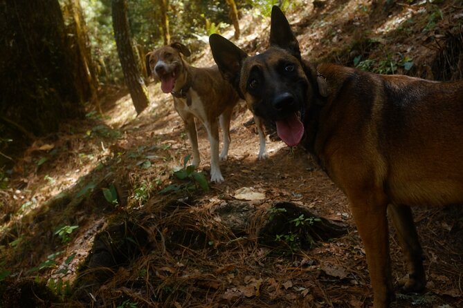 Hiking in the Enchanted Forest of Ixtepeji with Rescue Dogs - Physical Requirements and Accessibility