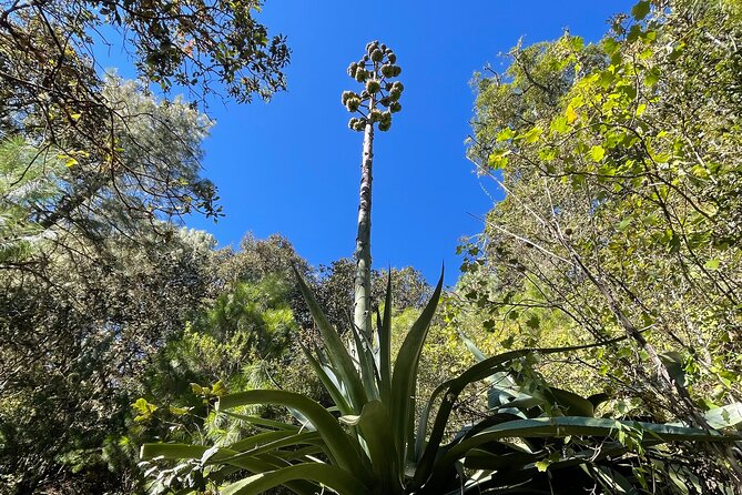 Hiking in the Sierra Norte of Oaxaca - Authentic Mountain Dining Experiences
